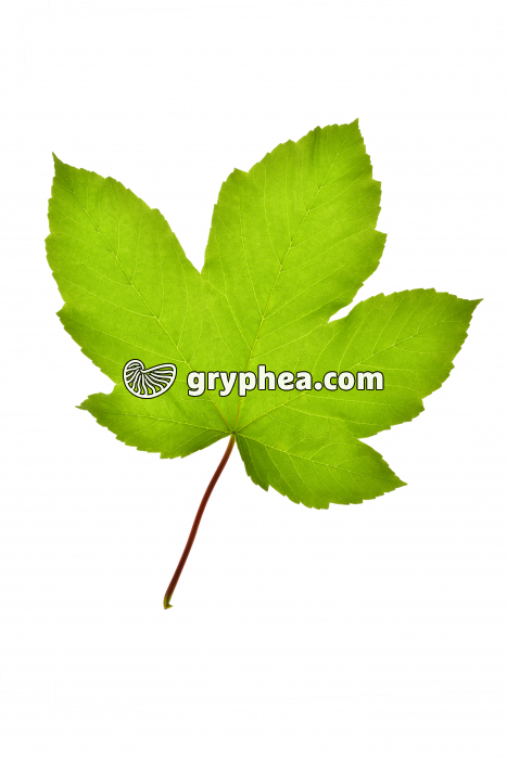 Erable sycomore - feuille isolée (Acer pseudoplatanus)  - gryphea.com